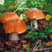 Промышленный сбор лесных грибов и ягод в Харьковской области будет платным